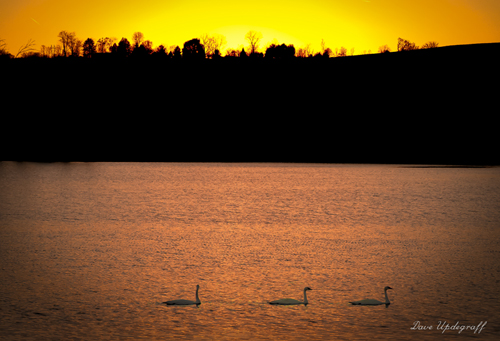 Swans At Sunset