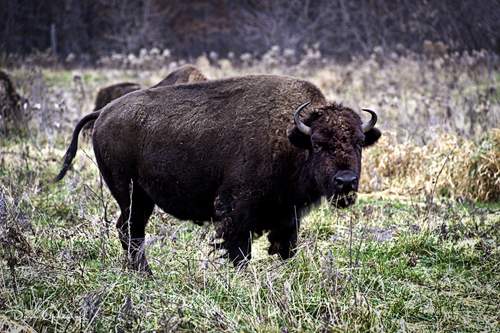 A Domestic Buffalo