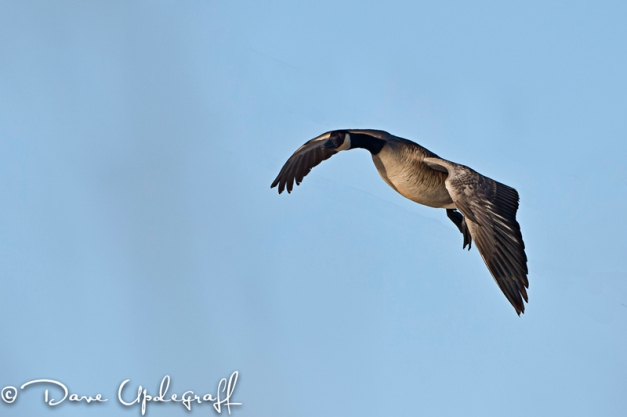 Goose on Final approach